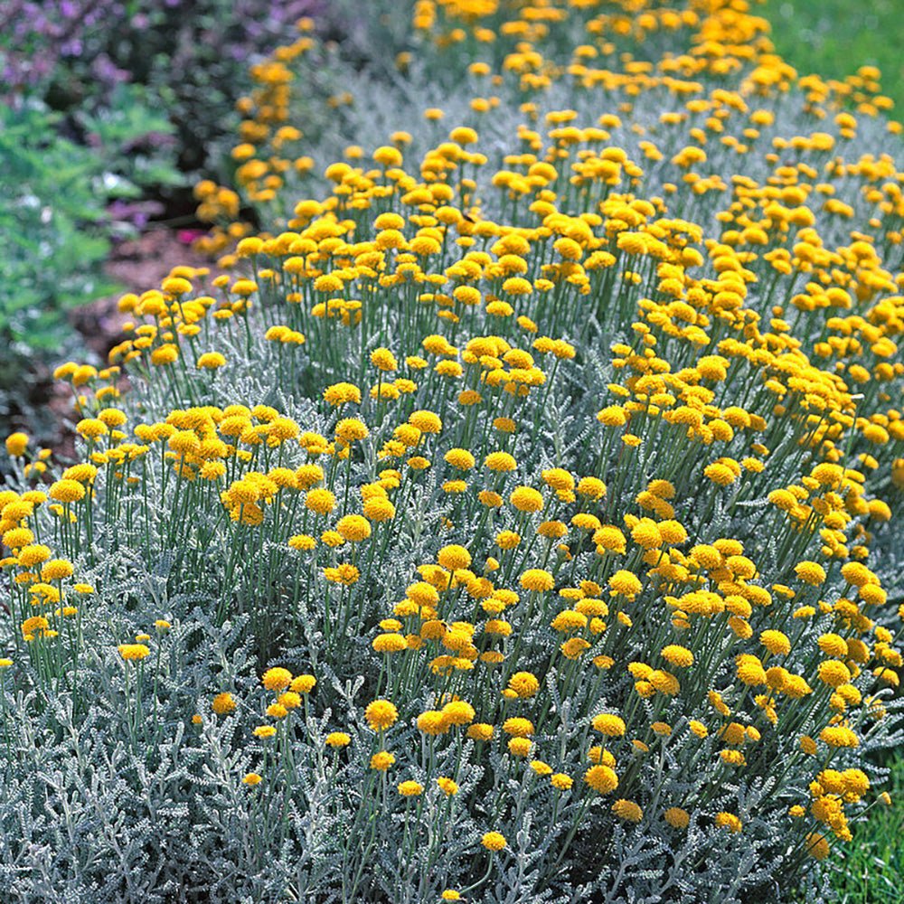 Lavanda Galbena de Bumbac