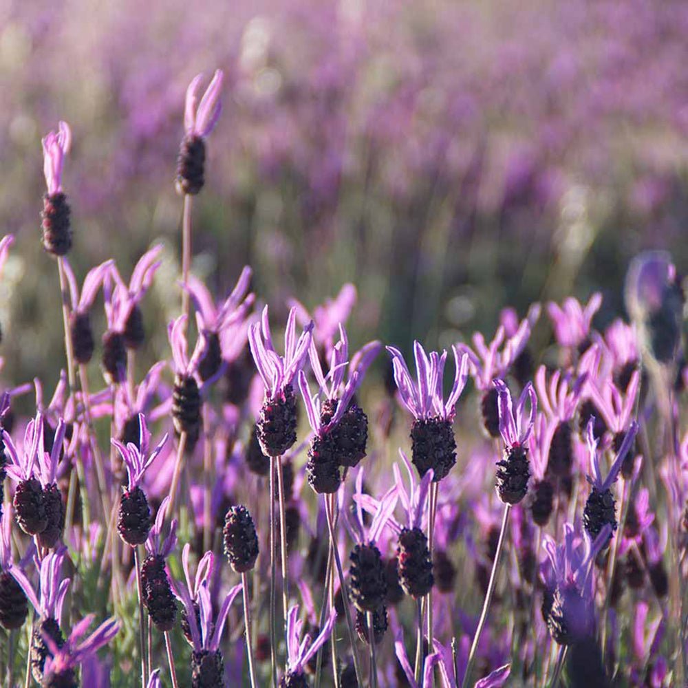 Lavanda Greek Mountain