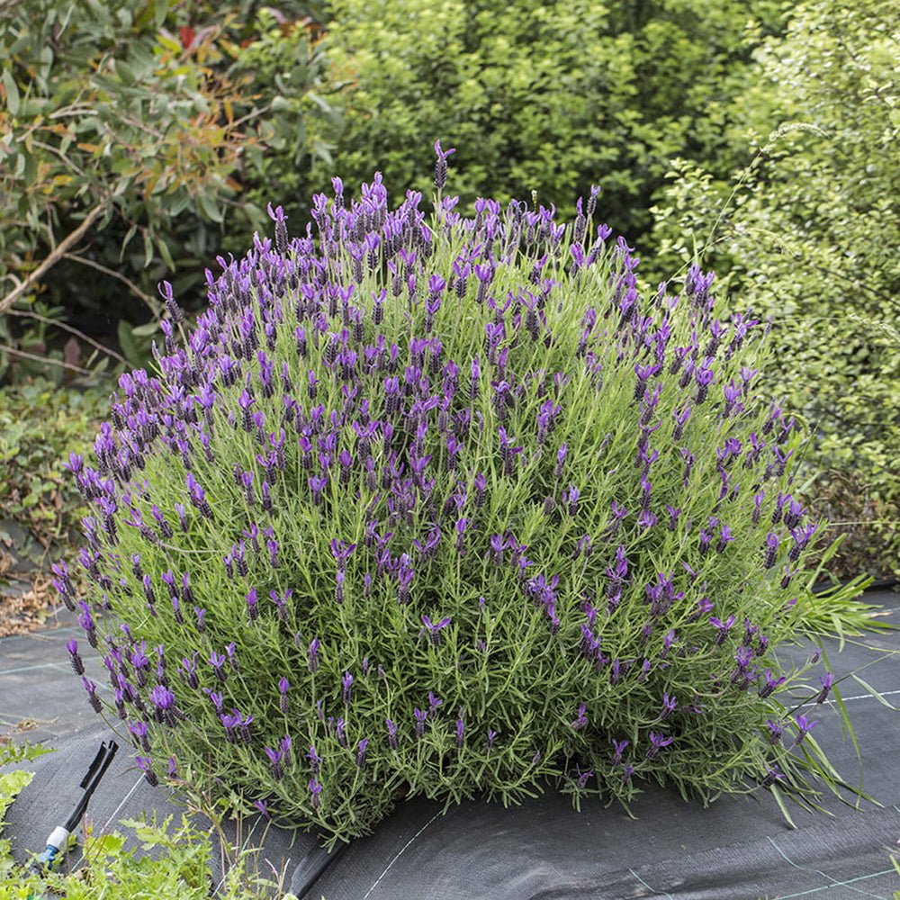 Lavanda Greek Mountain