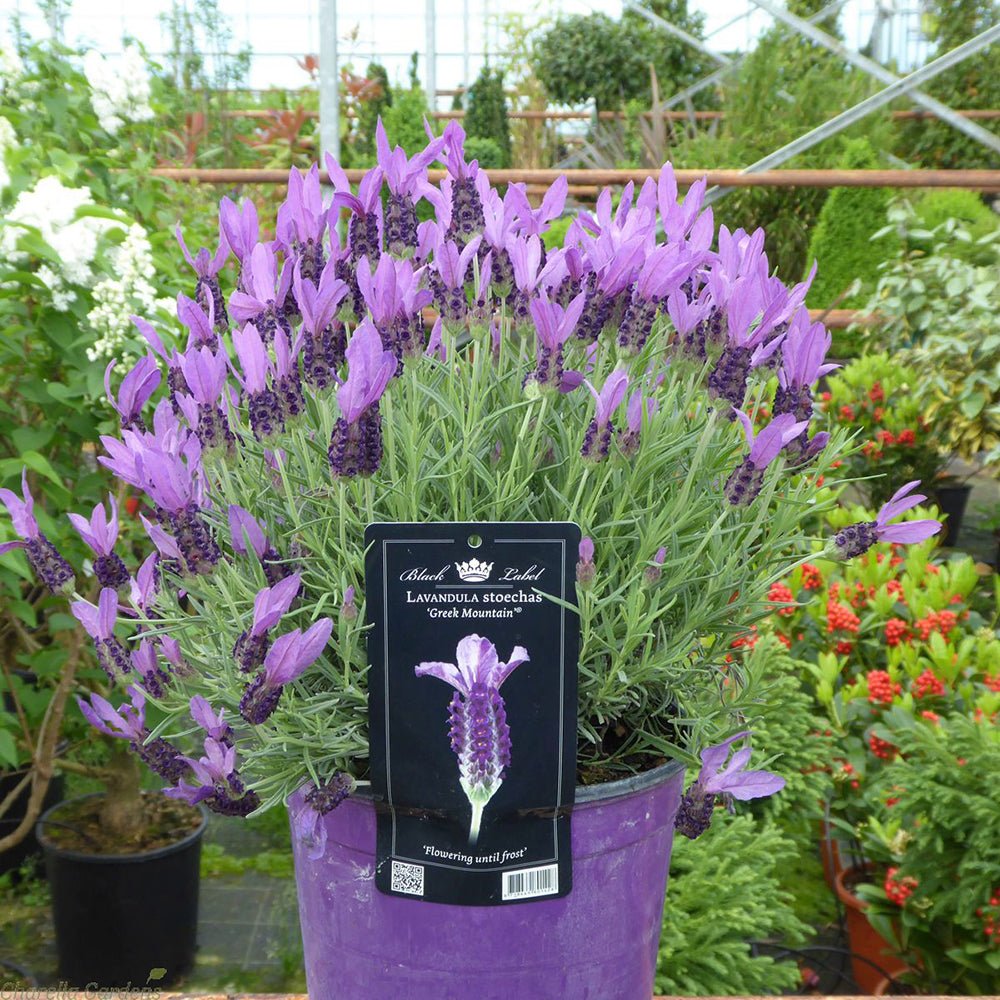 Lavanda Greek Mountain