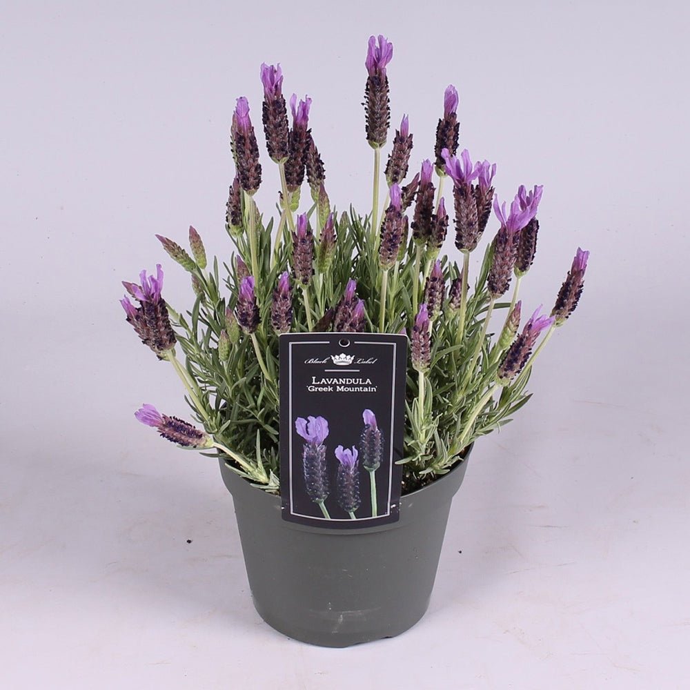 Lavanda Greek Mountain