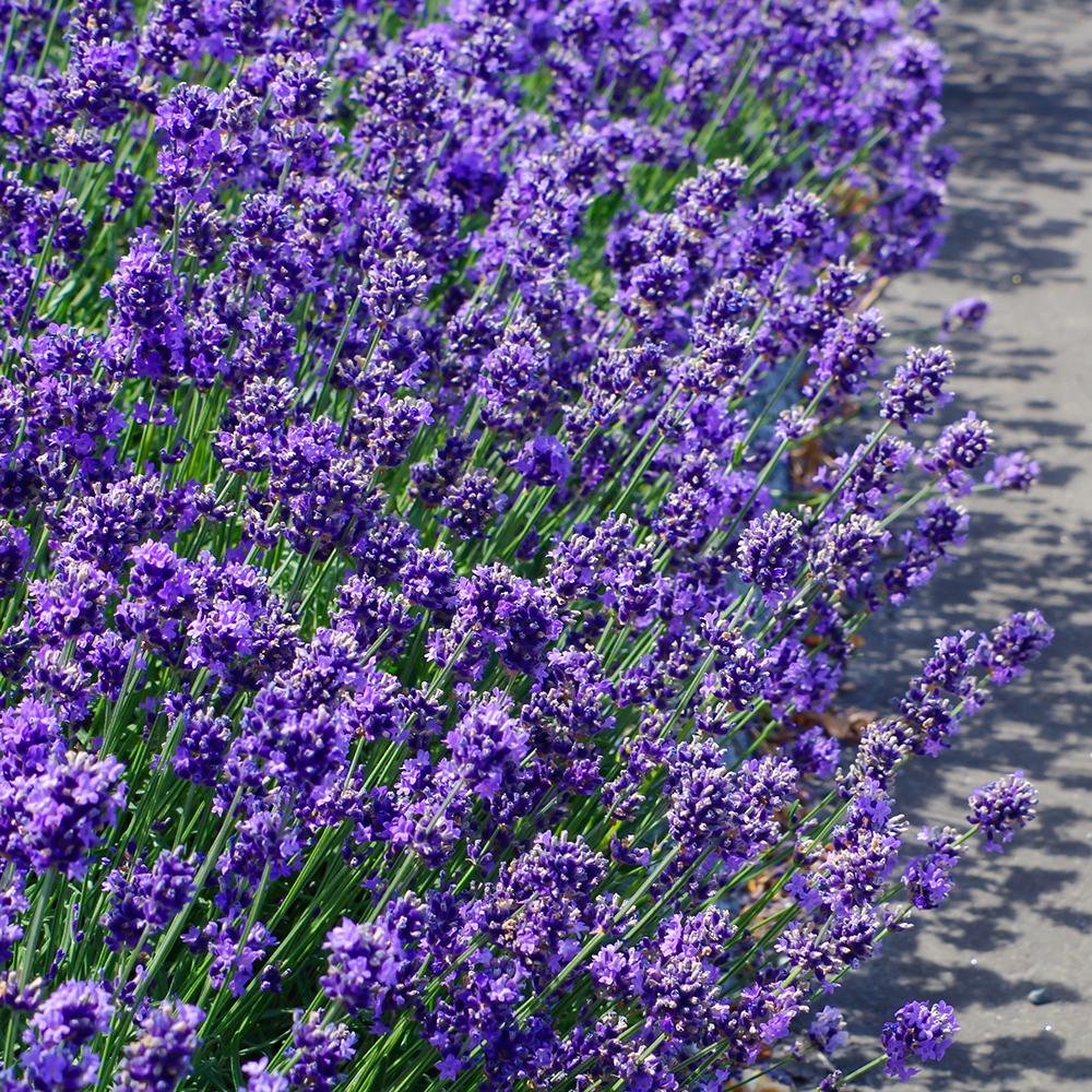 Lavanda Englezesc Hidcote Blue, cu flori albastre-mov si parfum seducator