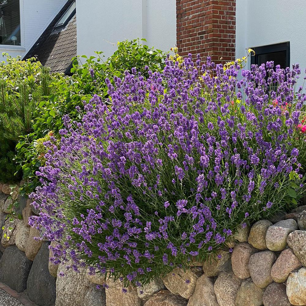 Lavanda Englezesc Hidcote Blue, cu flori albastre-mov si parfum seducator