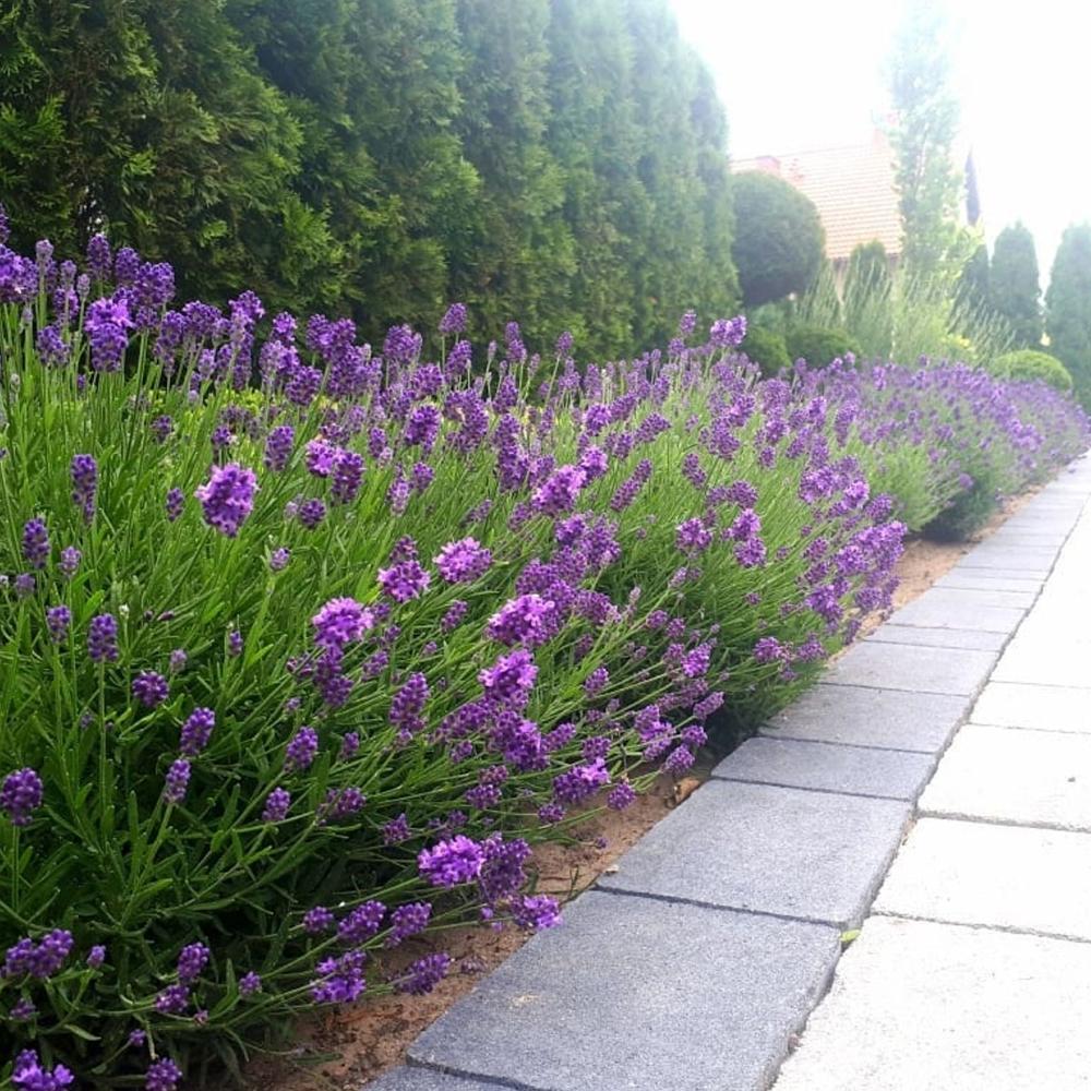 Lavanda Englezesc Hidcote Blue, cu flori albastre-mov si parfum seducator