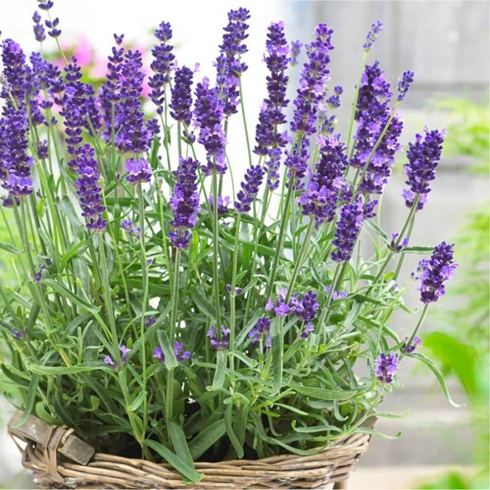 Lavanda Englezesc Hidcote Blue, cu flori albastre-mov si parfum seducator