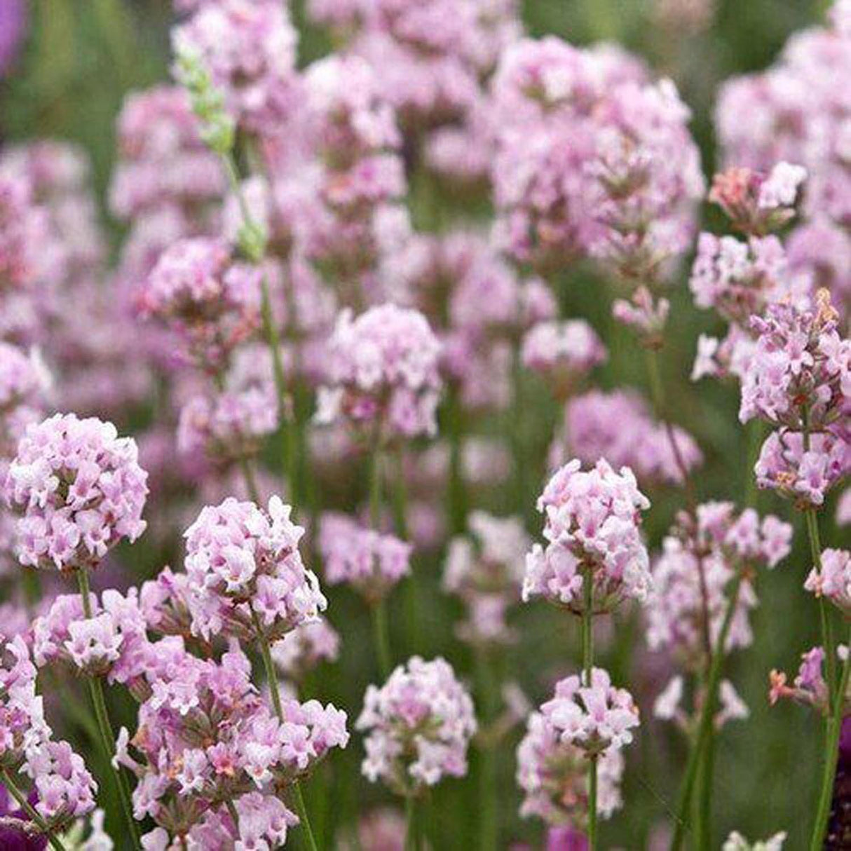 Lavanda Hidcote Rosea, cu flori roz si parfum Intens