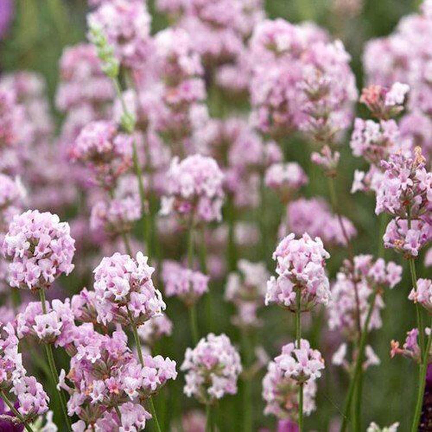 Lavanda Hidcote Rosea, cu flori roz si parfum Intens