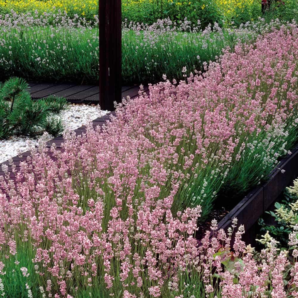 Lavanda Hidcote Rosea, cu flori roz si parfum Intens