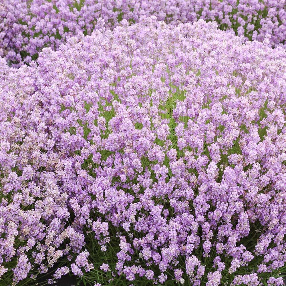 Lavanda Hidcote Rosea, cu flori roz si parfum Intens