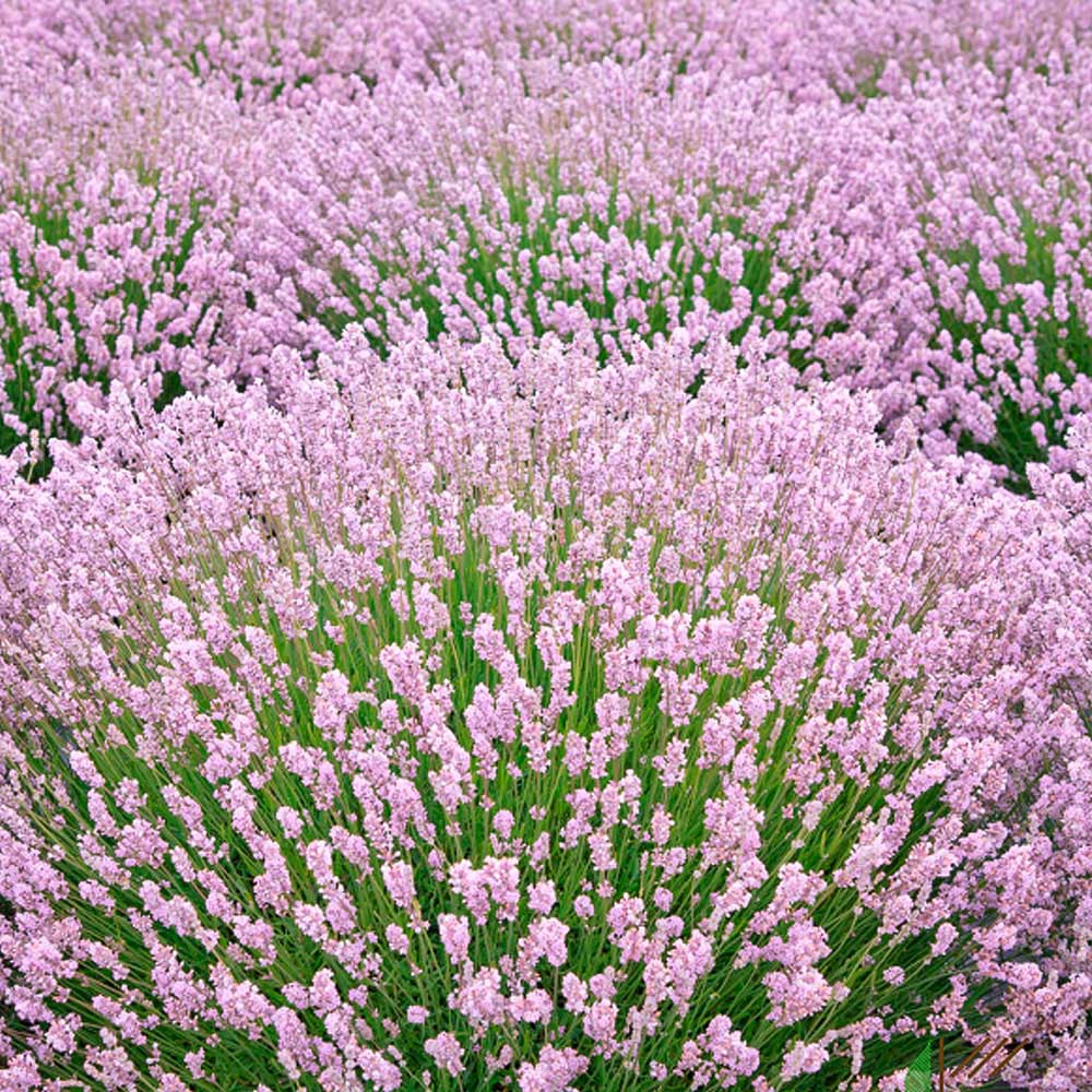 Lavanda Hidcote Rosea, cu flori roz si parfum Intens