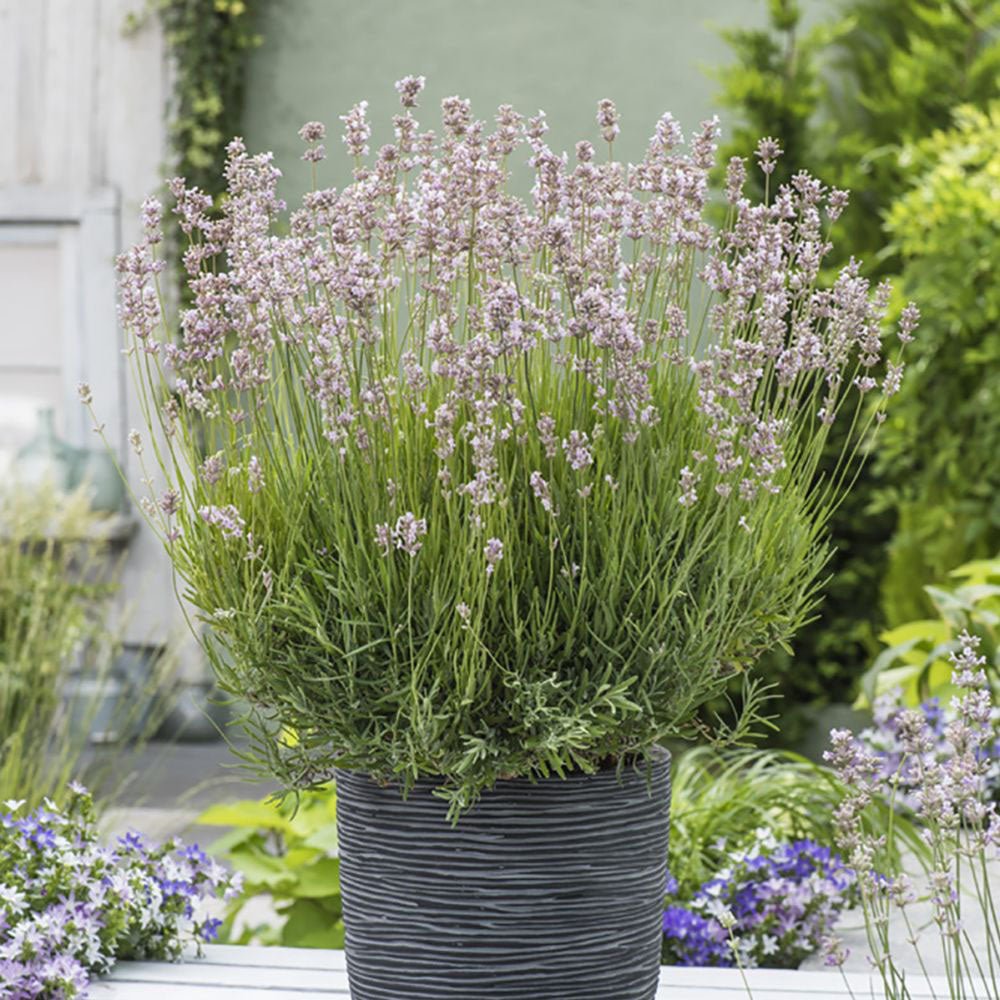 Lavanda Hidcote Rosea, cu flori roz si parfum Intens