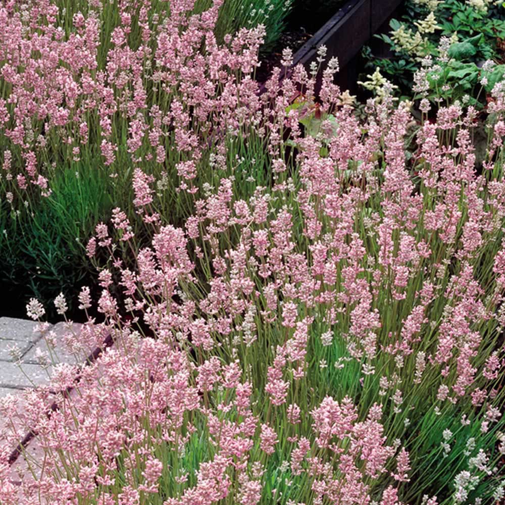 Lavanda Hidcote Rosea, cu flori roz si parfum Intens