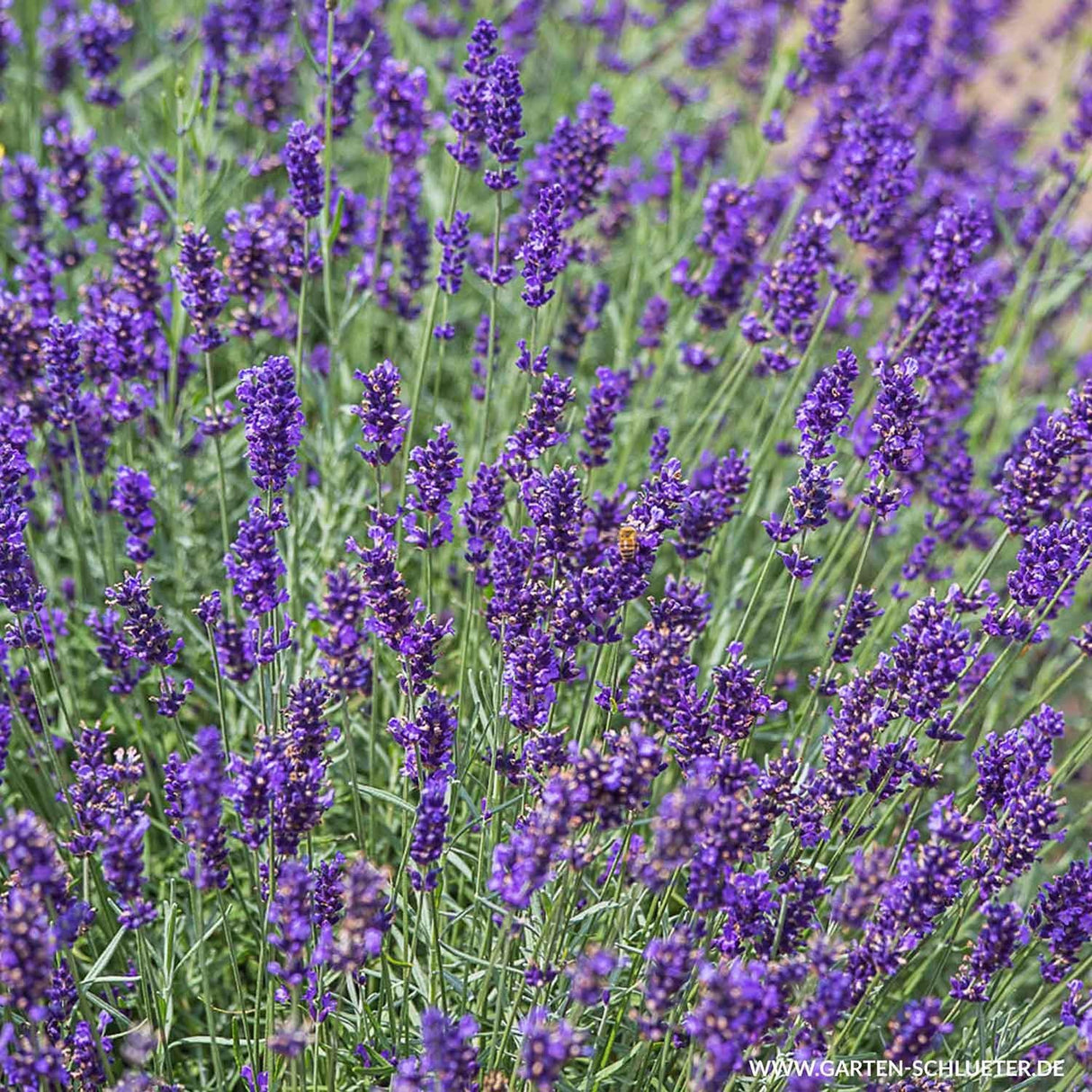 Lavanda Imperial Gem