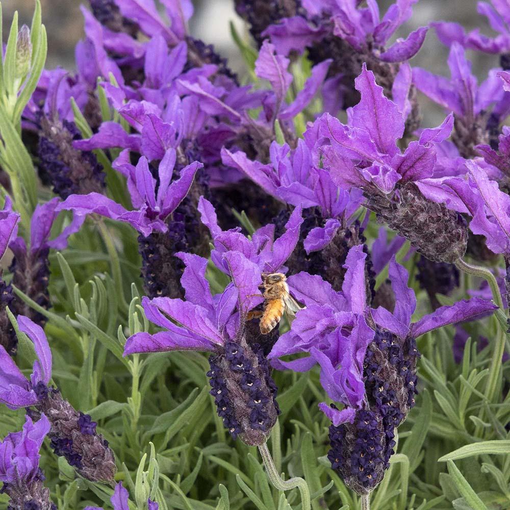 Lavanda Javeling Deep Purple