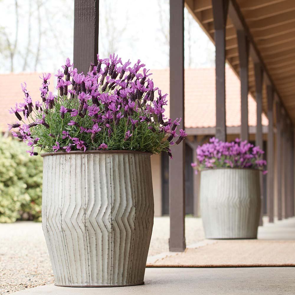 Lavanda Javeling Deep Purple