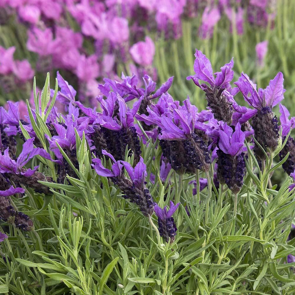 Lavanda Javeling Deep Purple