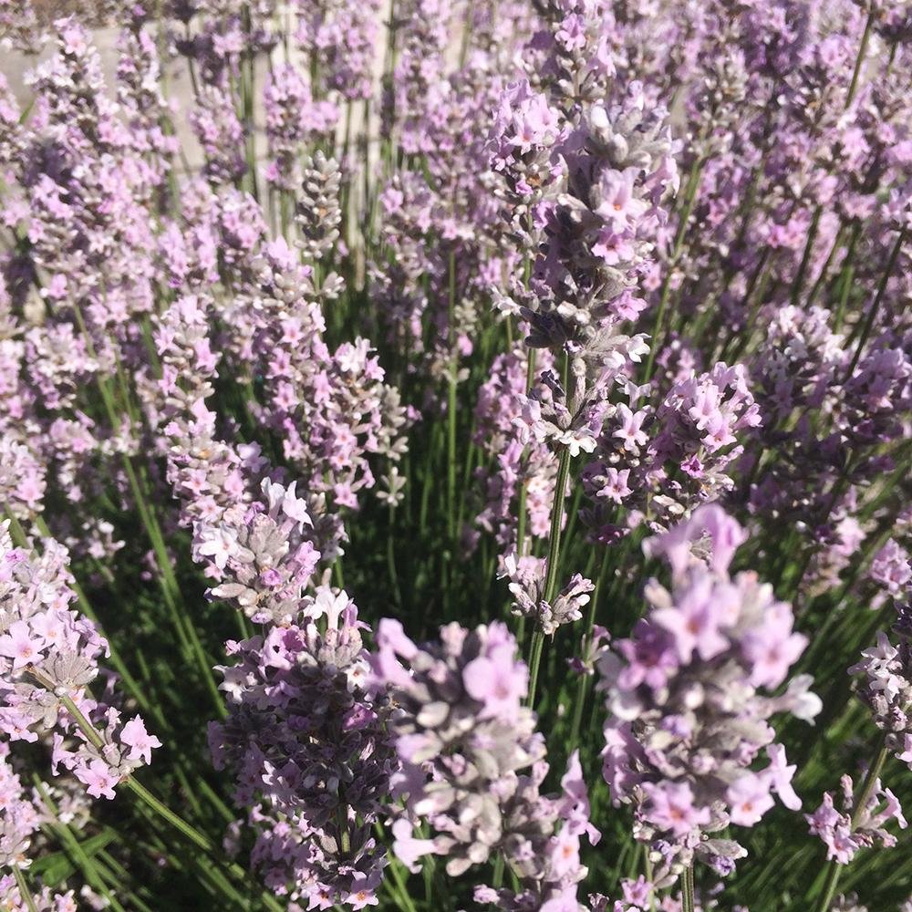 Lavanda Miss Katherine