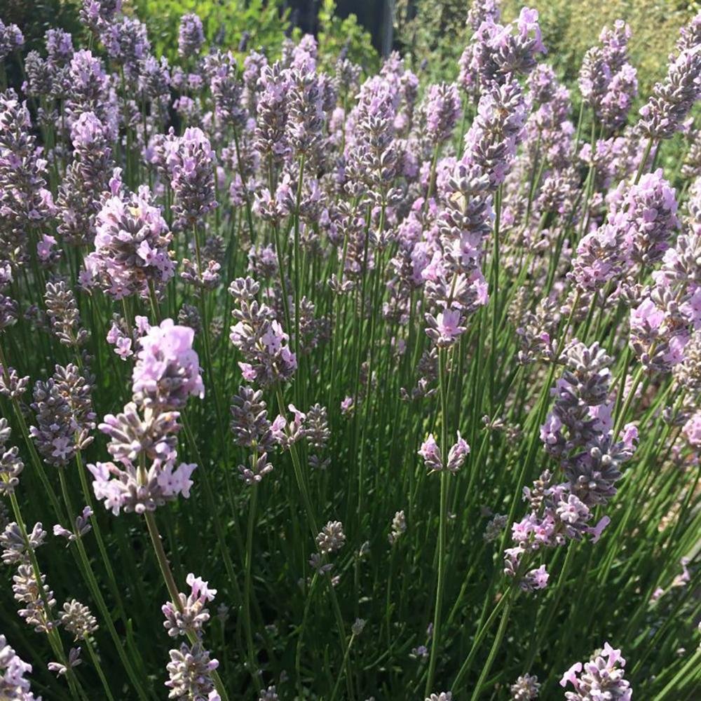 Lavanda Miss Katherine