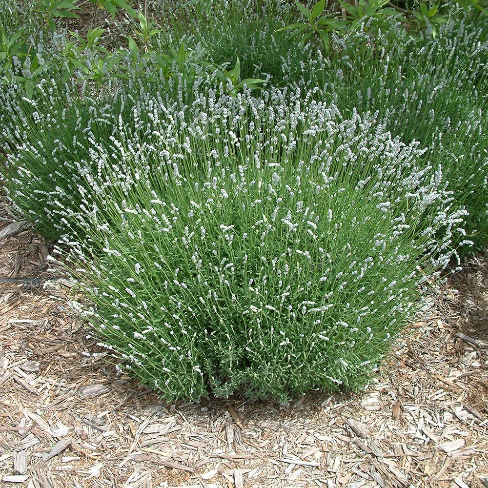 Lavanda Nana Alba