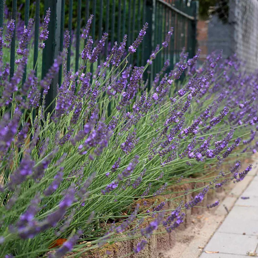 Lavanda franceza Phenomenal- Parfum Intens