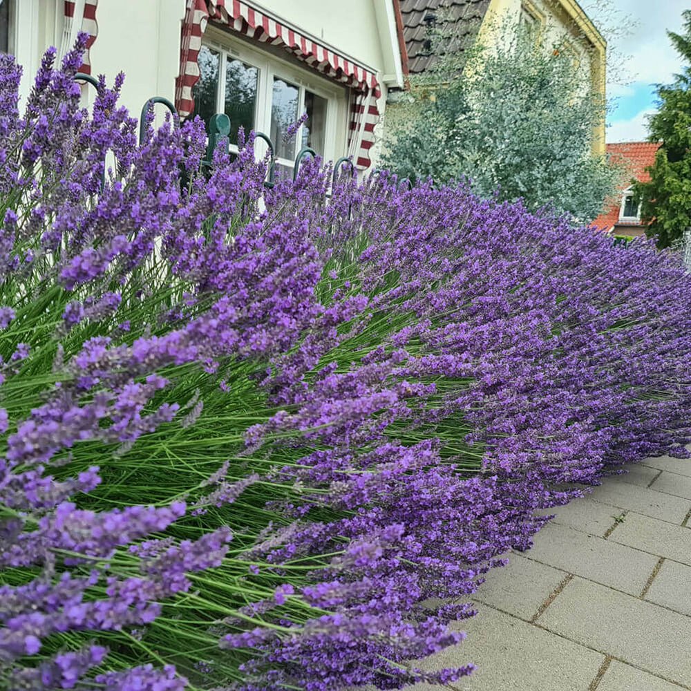 Lavanda franceza Phenomenal- Parfum Intens