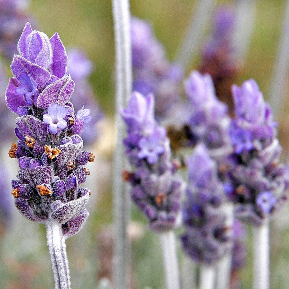Lavanda franceza Phenomenal- Parfum Intens