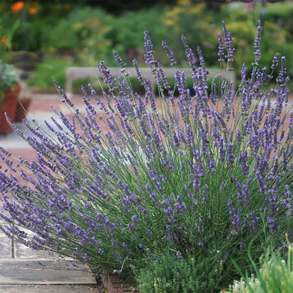 Lavanda franceza Phenomenal- Parfum Intens