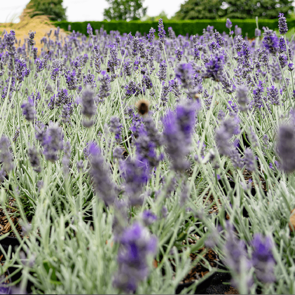 Lavanda Richard Gray