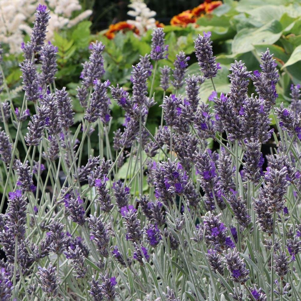 Lavanda Richard Gray