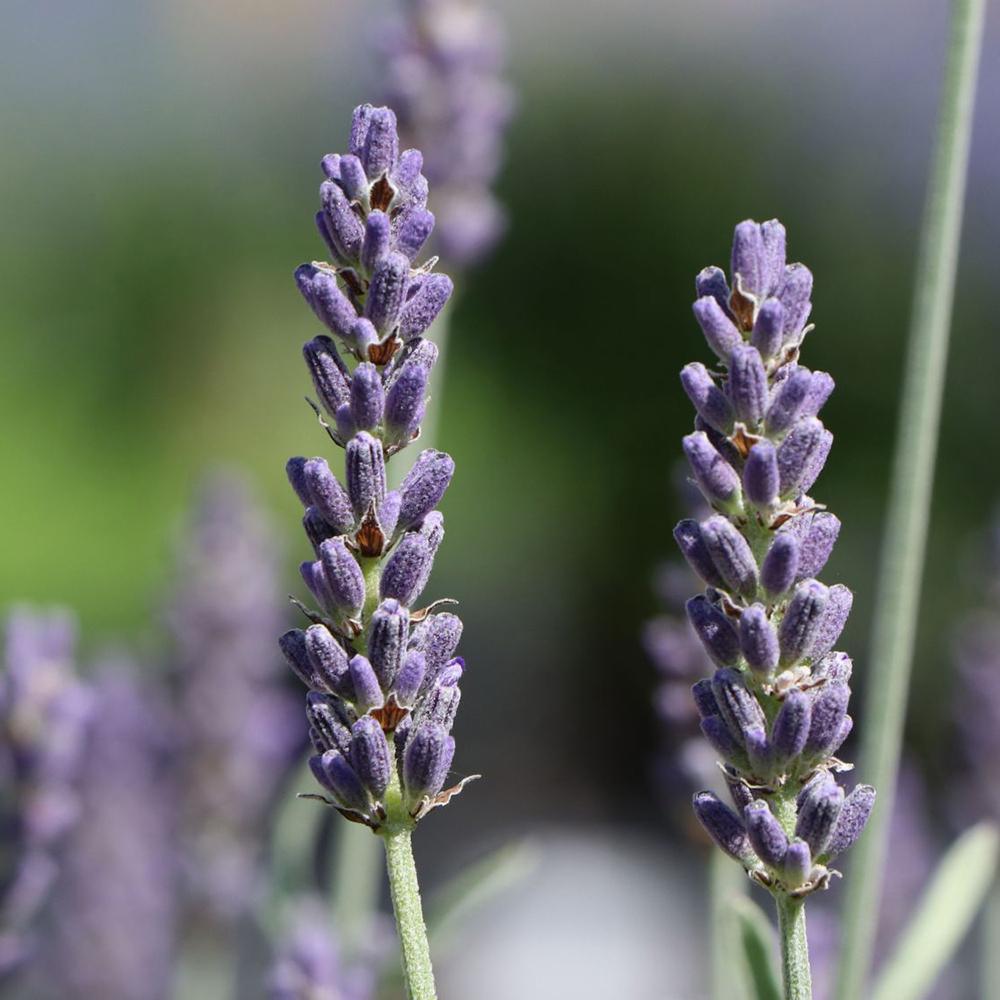 Lavanda Richard Gray