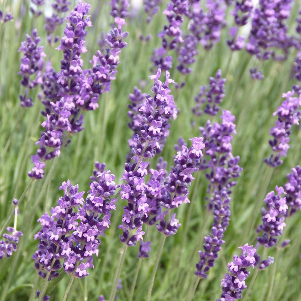 Lavanda Siesta