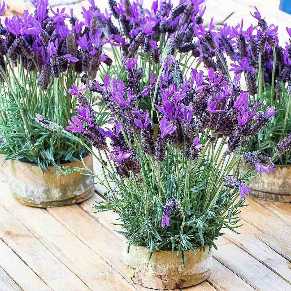 Lavanda Spaniola Stoechas, cu flori violet-intens