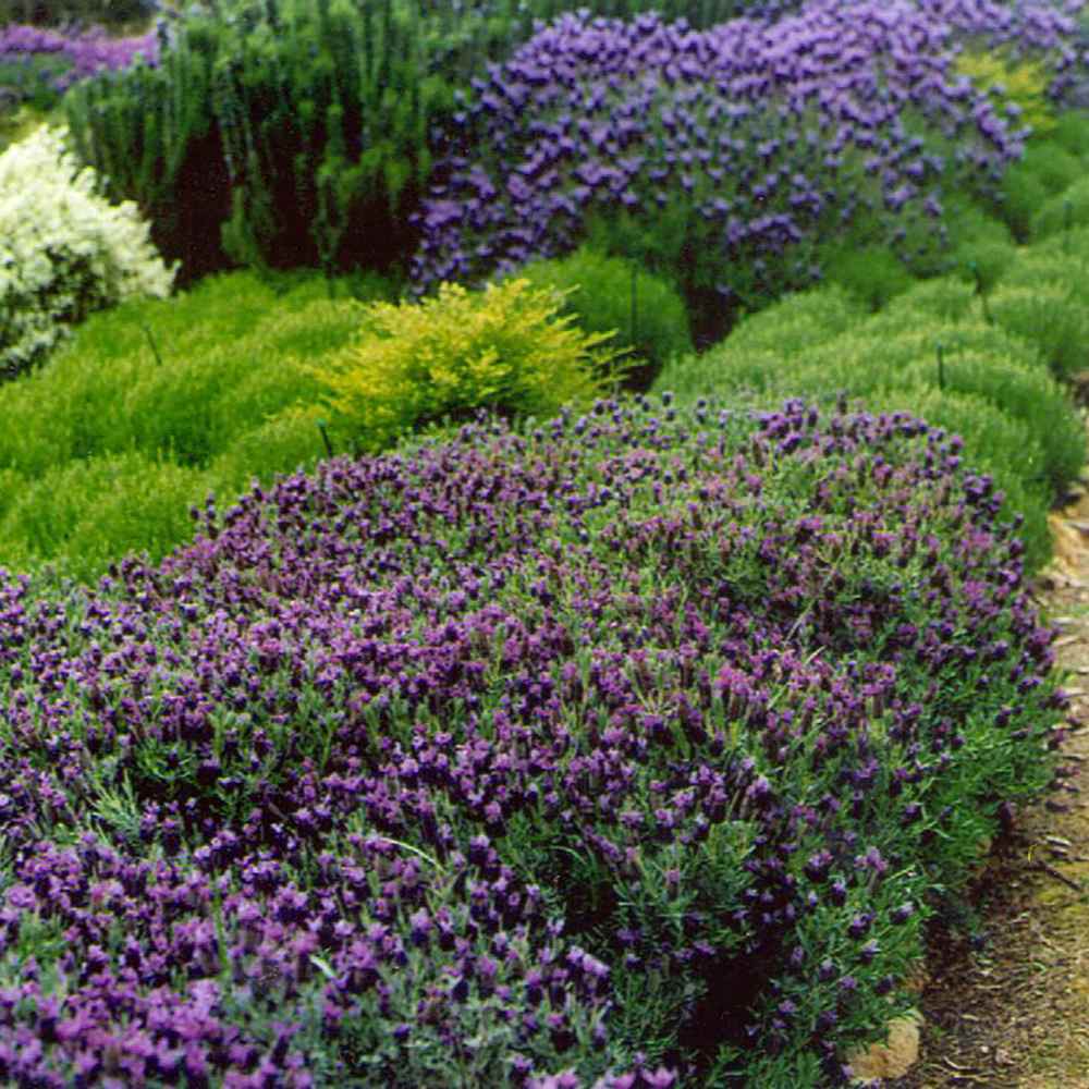 Lavanda Spaniola Stoechas, cu flori violet-intens