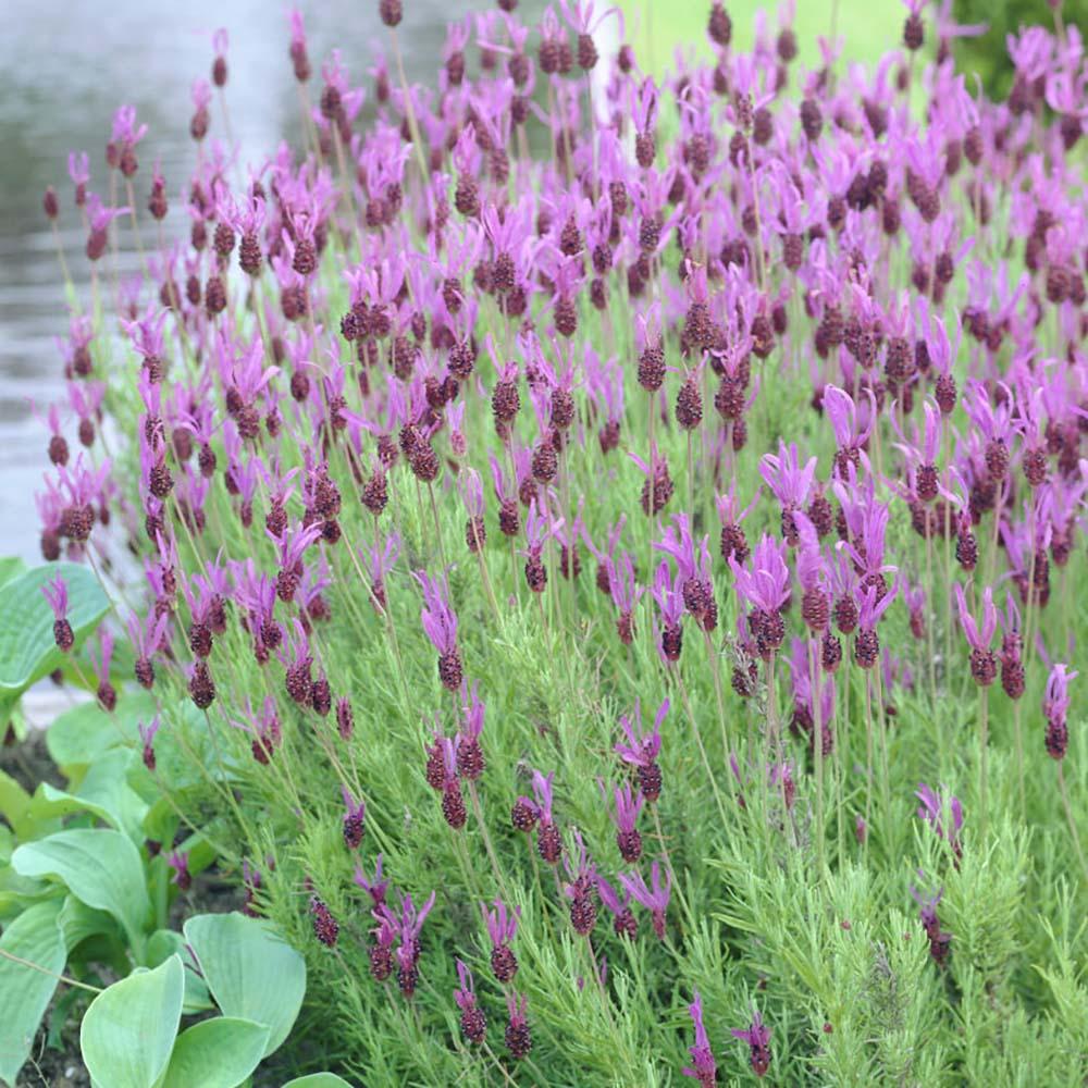Lavanda Spaniola Stoechas, cu flori violet-intens