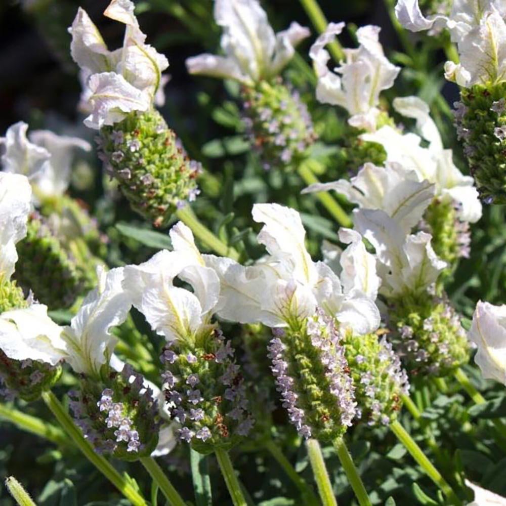 Lavanda White Javelin