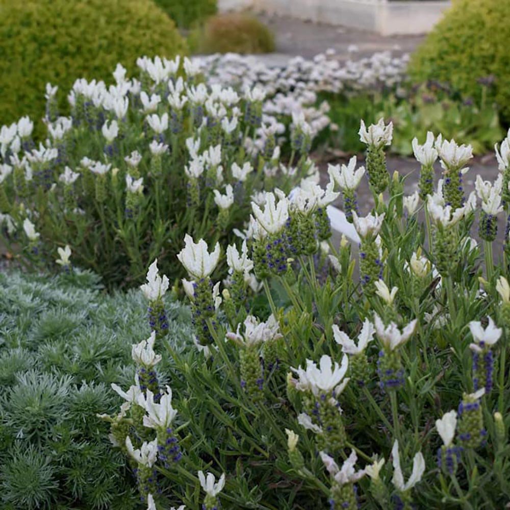 Lavanda White Javelin