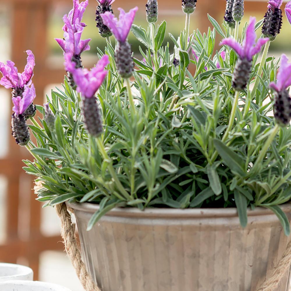 Lavandula Giant Summer