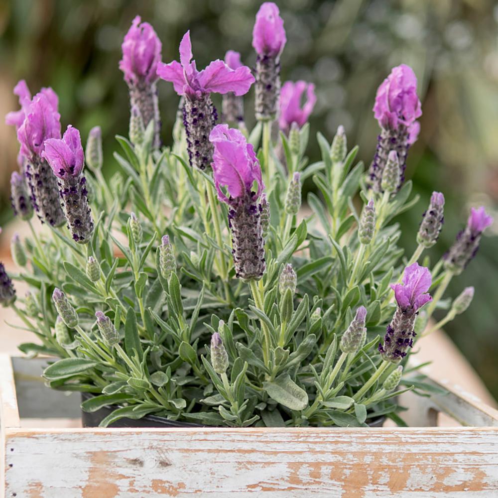 Lavandula Giant Summer