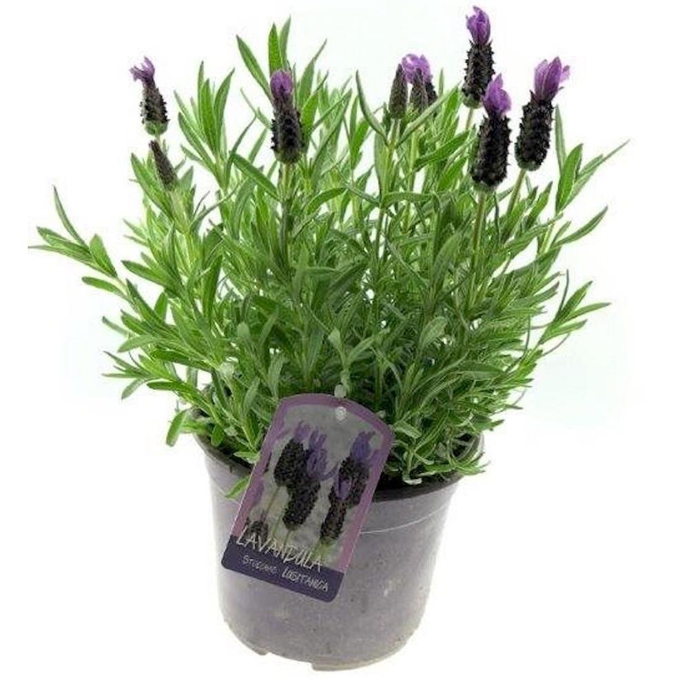 Lavandula Giant Summer