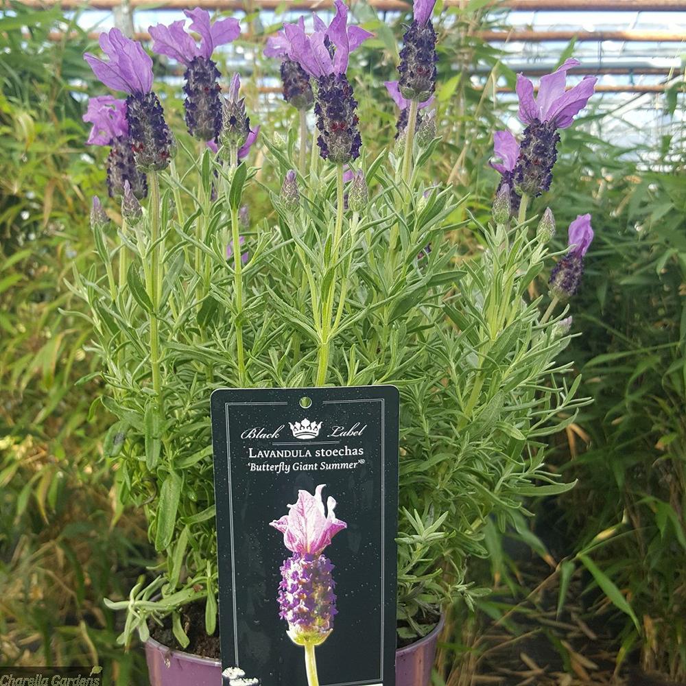 Lavandula Giant Summer