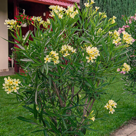 Leandru Nerium Tip Copac, cu flori galben-ivoire - VERDENA-Tulpina de 50 cm inaltime, livrat in ghiveci de 6.5 l