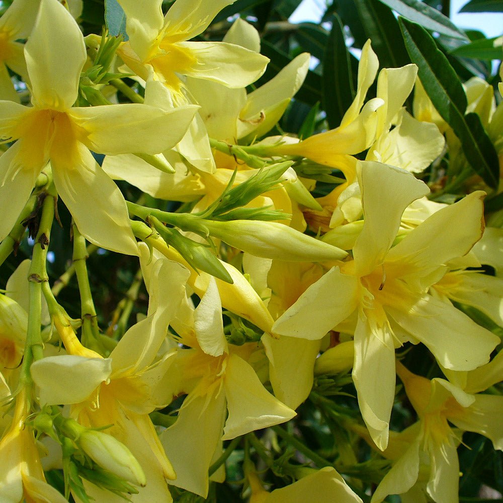 Leandru Nerium Tip Copac, cu flori galben-ivoire