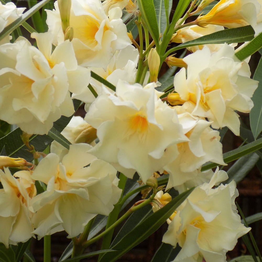 Leandru Nerium Tip Copac, cu flori galben-ivoire