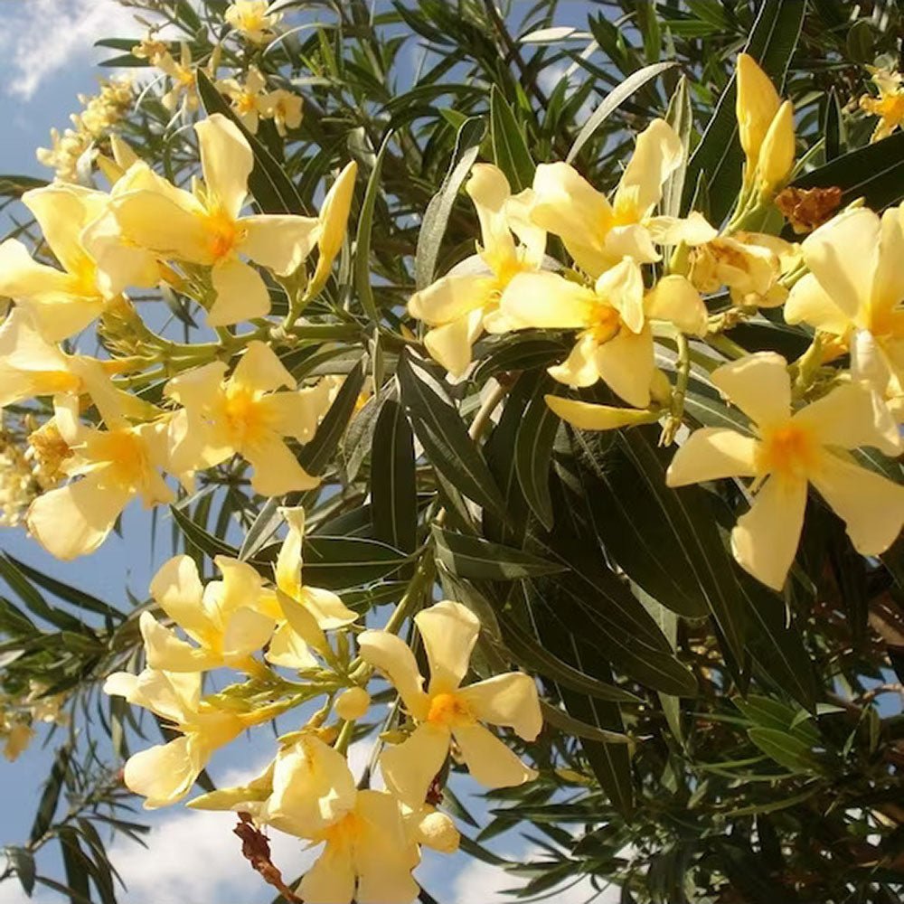 Leandru Nerium Tip Copac, cu flori galben-ivoire