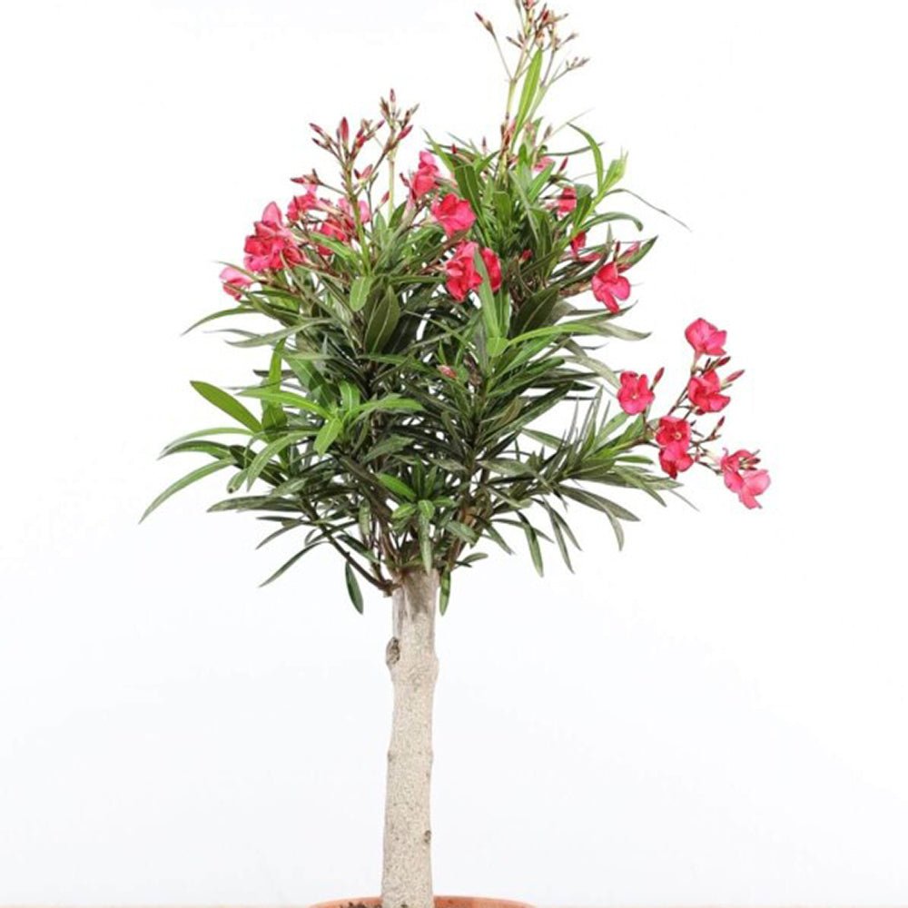 Leandru Nerium Tip copac, cu flori roz-inchis - VERDENA-Tulpina de 50 cm inaltime, livrat in ghiveci de 6.5 l