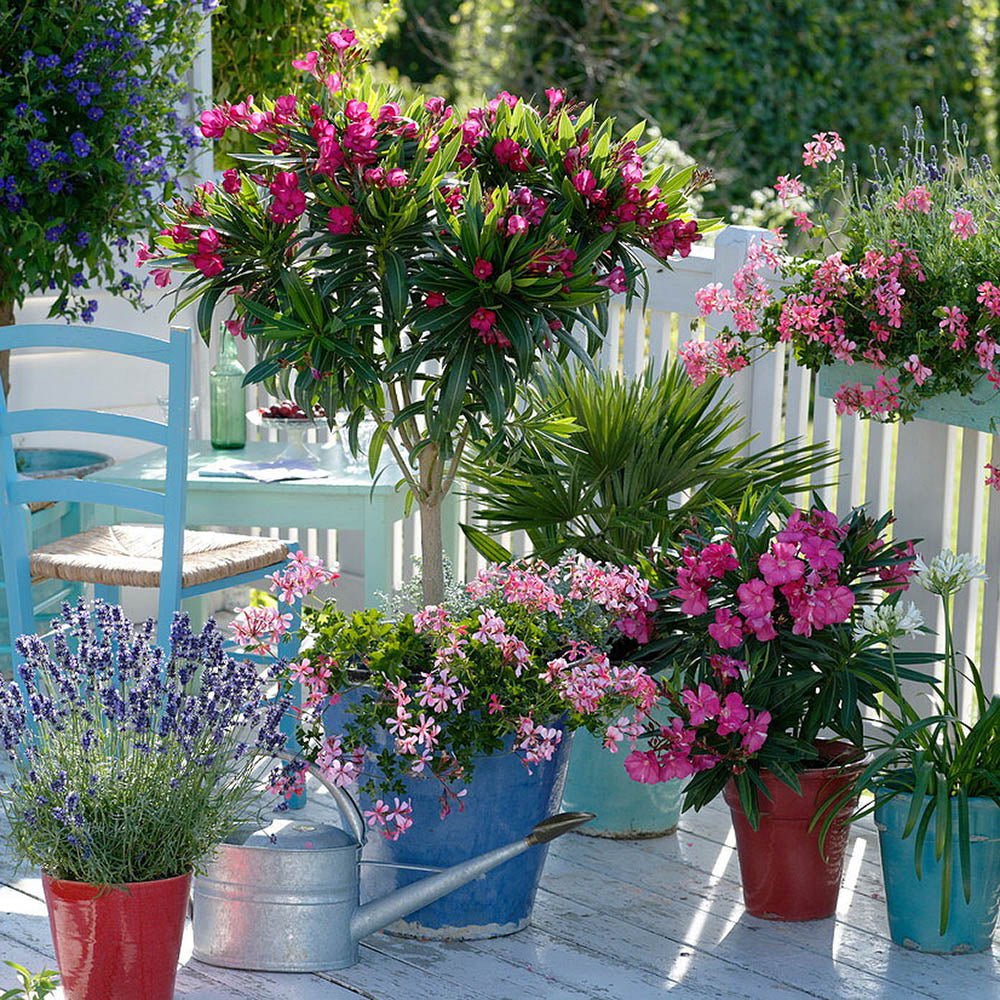 Leandru Nerium Tip copac, cu flori roz-inchis