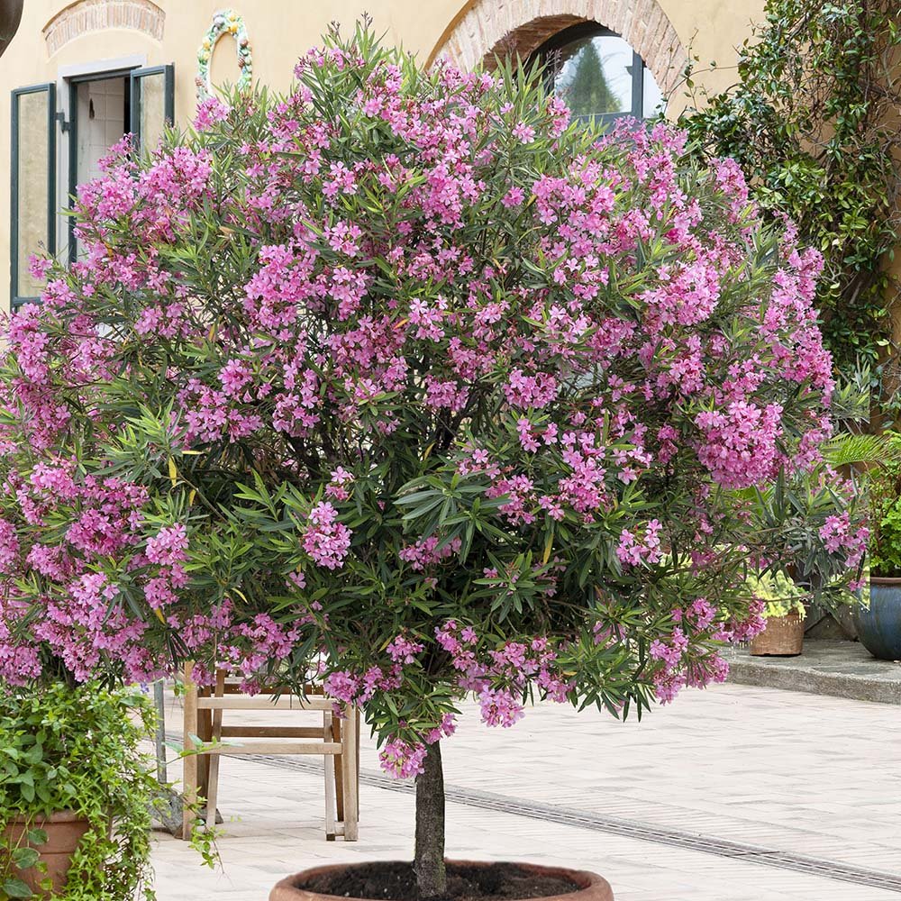 Leandru Nerium Tip Copac, cu flori roz-pastelat