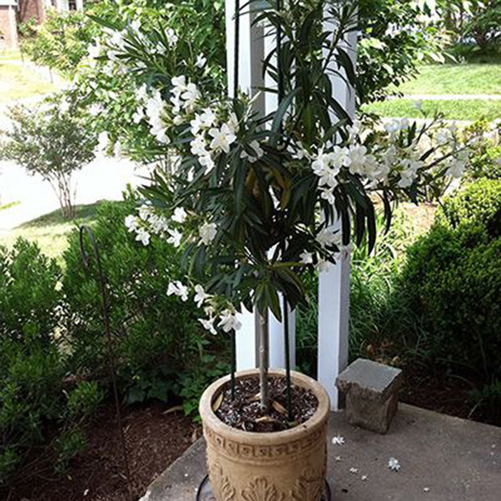 Leandru Nerium Tip Copac cu tulpina impletita, cu flori albe