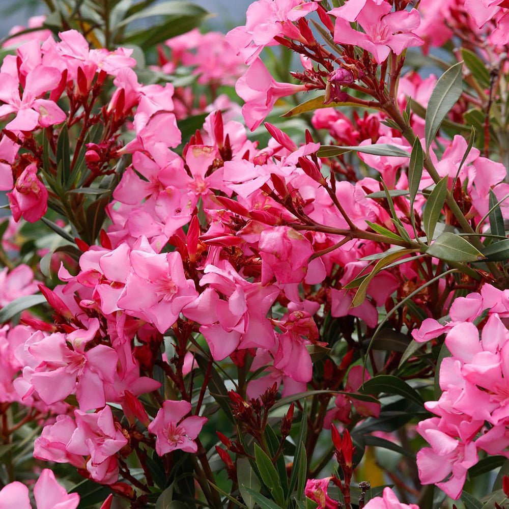 Leandru Nerium Tip Copac cu tulpina impletita, cu flori roz-inchis