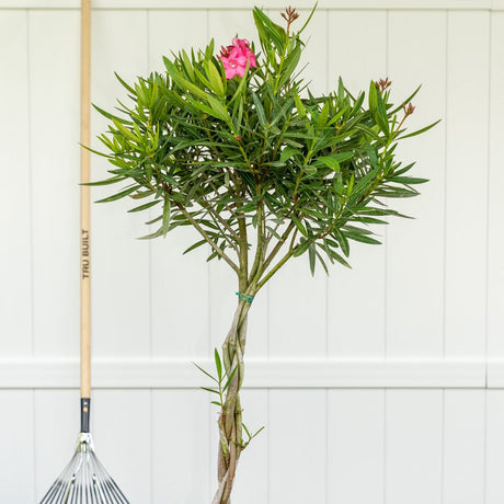 Leandru Nerium Tip Copac cu tulpina impletita, cu flori roz-pastelate - VERDENA-Tulpina de 50 cm inaltime, livrat in ghiveci de 6.5 l
